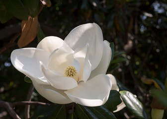 Close-up Center View of Opened Magnolia Bloom