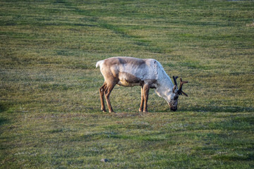 A wild raindeer in the landscapes of Iceland