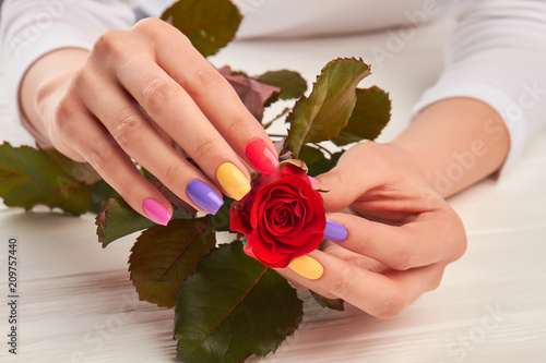 Gentle Rose In Manicured Hands Young Woman Hands With Beautiful