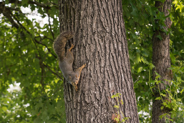 Squirrel Clinging on Tree Trunk Looking at Camera