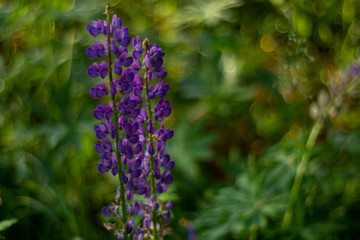 Close-up of purple lupine on a background of green swirling bokeh