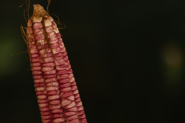 Elote tierno rojo