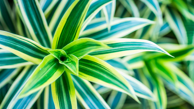beautiful Dracaena deremensis plant. green leaves with variegatum edge