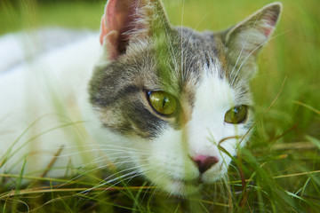 Close up portrait of cat in green grass. Focused to eye