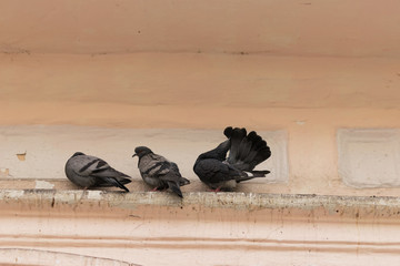 Pigeons sitting on a parapet building.