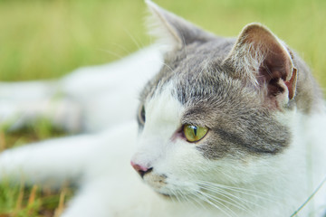 Close up portrait of cat in green grass. Focused to eye