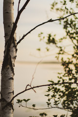 Tree against sunrise