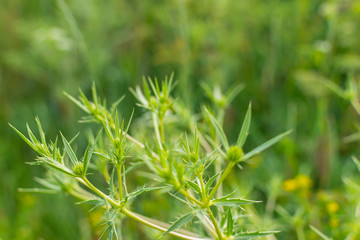 Green background with a green plant.