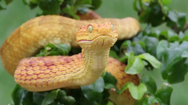 Venomous Bush Viper Snake Opening and Closing Mouth (re-articulating jaw after meal)