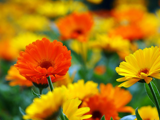 Gelboranger Blumenhintergrund