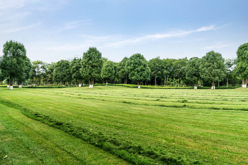 Obraz premium Green lawn in urban public park
