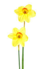 Narcissus bouquet isolated on white background. Daffodil flower.