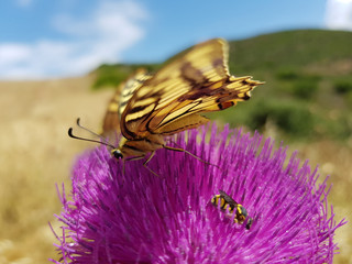 farfalle