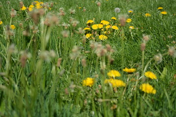 Fototapeta premium Flowers 