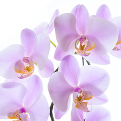 Phalaenopsis Orchidacea