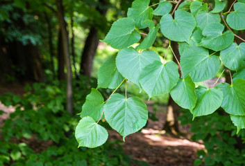 The branch of a young tree
