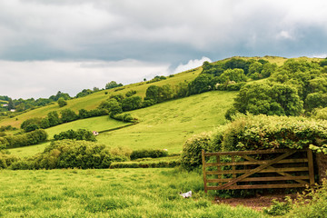 Obraz premium The countryside in Dartmoor