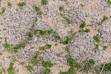 the grass breaks through the old asphalt. the texture of the grass in the cracks of asphalt