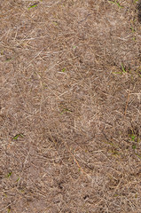 Dry grass during drought. Dry grass texture.