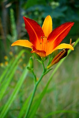 Hemerocallis.
A beautiful day lily flowers in botanical garden. The beauty of decorative flower.
