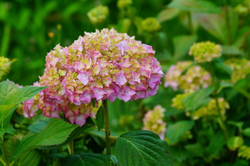 Hydrangea macrophylla - Beautiful bush of hydrangea flowers in a garden
