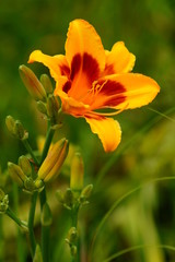 Obraz premium Hemerocallis. A beautiful day lily flowers in botanical garden. The beauty of decorative flower. 
