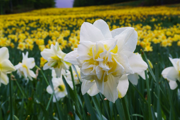 Fototapeta premium みやぎ蔵王えぼし すいせん祭り 