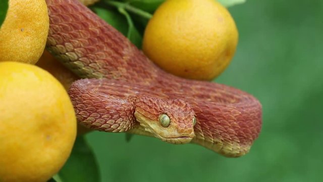 Red Bush Viper Snake (Atheris squamigera) in Orange Tree Flicking Tongue