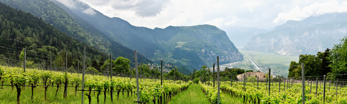 Südtirol,Weinberg mit Blick auf Salurn und Salurner Klause