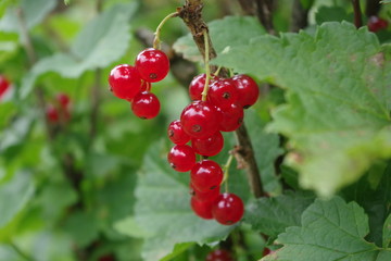 Branch of bright ripe red currant in a garden. Sweet and sour fruits.