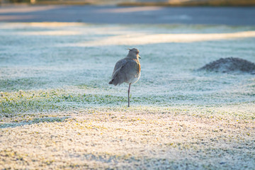 Bird on lawn with frost