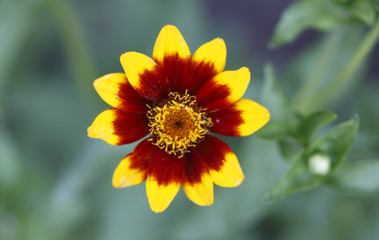 Obraz premium Yellow and red flower in the garden