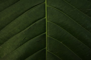 Leaf and Life