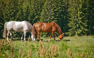 Obraz na płótnie Canvas white and brown horses
