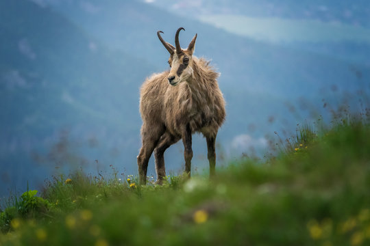 Fototapeta Kozica - Tatry