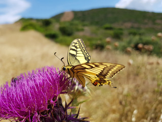 farfalle