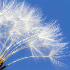 Airy white dandelion on blue sky background. Romantic gentle artistic image.