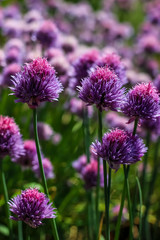 close up of pink red clover flower in green blurred background