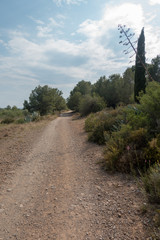 Payment Management Mountains and palms desert trees