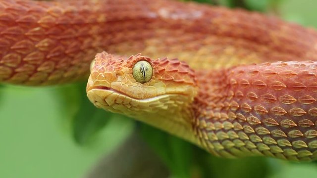 Venomous Bush Viper - after a meal - Up Close