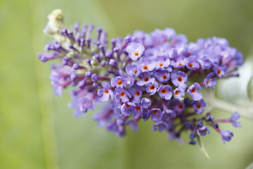Obraz premium close up of summer lilac flower