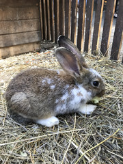 Cute gray rabbit with white paws