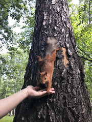 Squirrel on a tree eats with hands