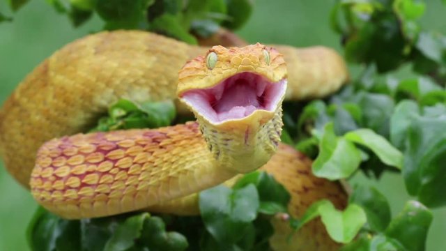 Venomous Bush Viper Snake Swallowing Mouse