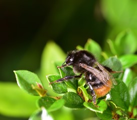 Resting Red Tailed Bee