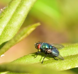 Sunshine on Lucilia sericata