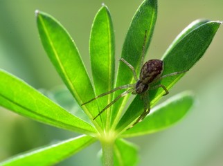 Garden Spider on the Lupin