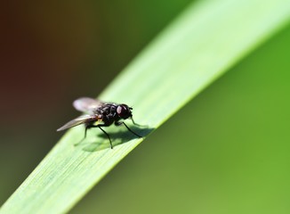 Sunshine on Lucilia sericata