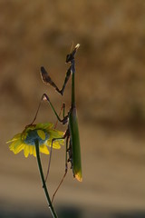 grasshopper
