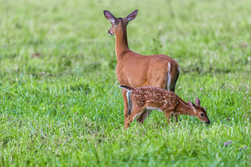 White Tailed Deer With Fawn